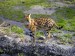 step-serval